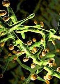 A fungus under a microscope